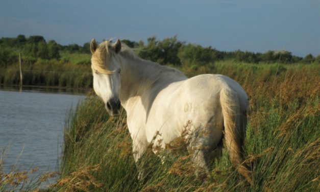 Demandez le programme des balades naturalistes !