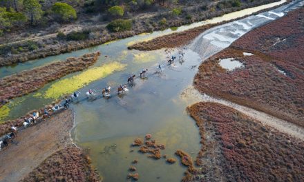 Découvrir la camargue à cheval