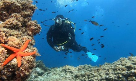 Oh ! La jolie étoile de mer