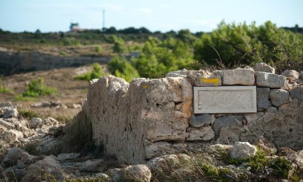 Vignes et falaise