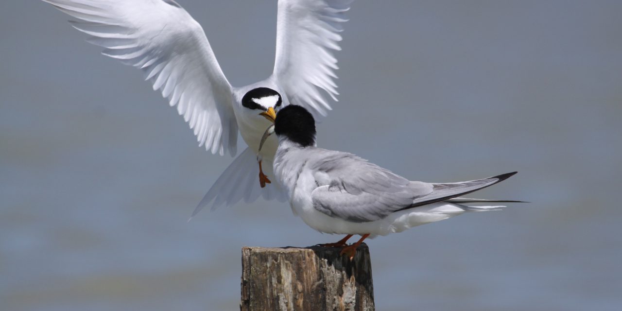 Sous le signe des oiseaux migrateurs