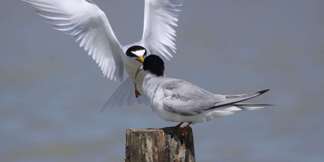 Sous le signe des oiseaux migrateurs