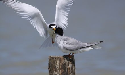 Sous le signe des oiseaux migrateurs