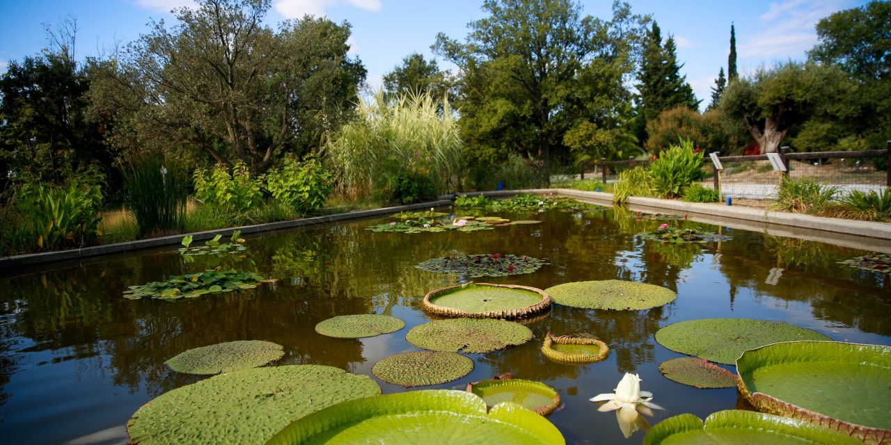 L’arboretum ses arbres rares, ses fruits…