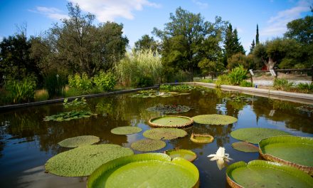 L’arboretum ses arbres rares, ses fruits…