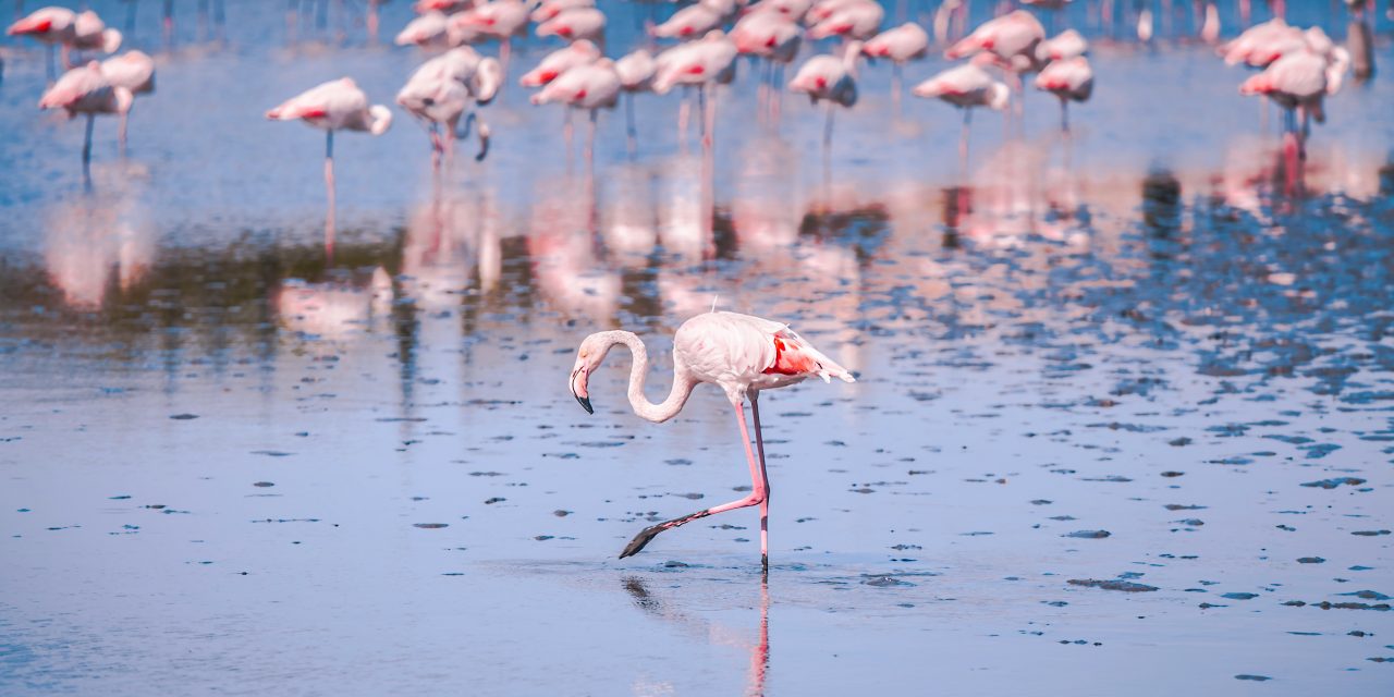 Admirer les flamants roses