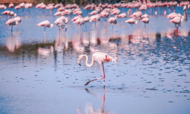 Admirer les flamants roses