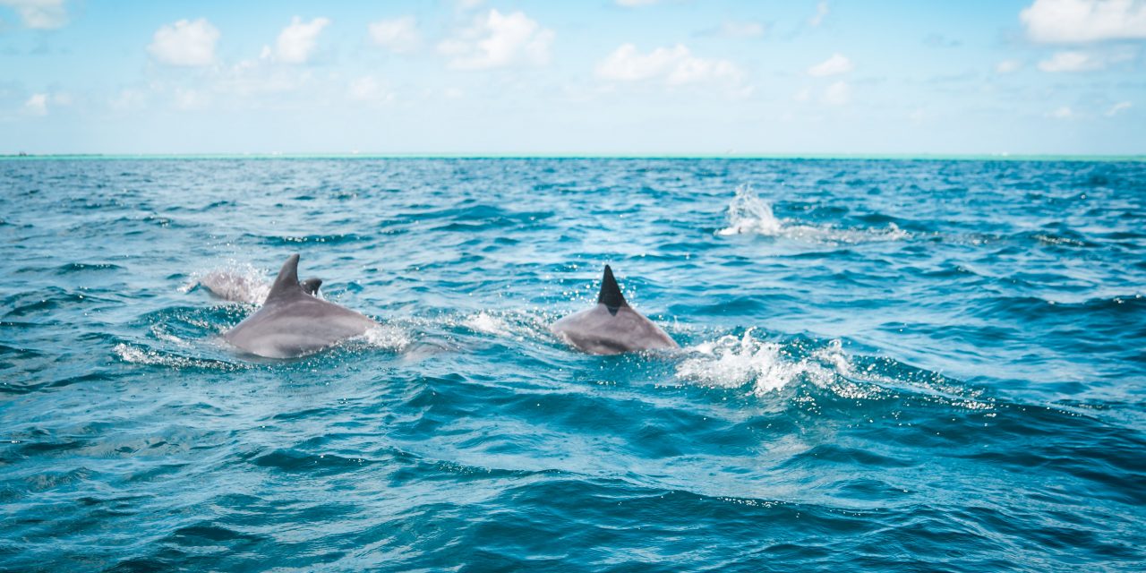 Sur l’eau au plus près des Dauphins !