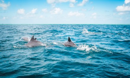 Sur l’eau au plus près des Dauphins !