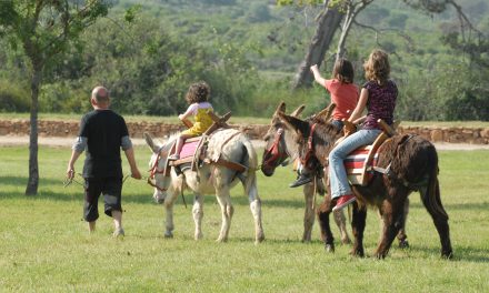 Canards et poneys