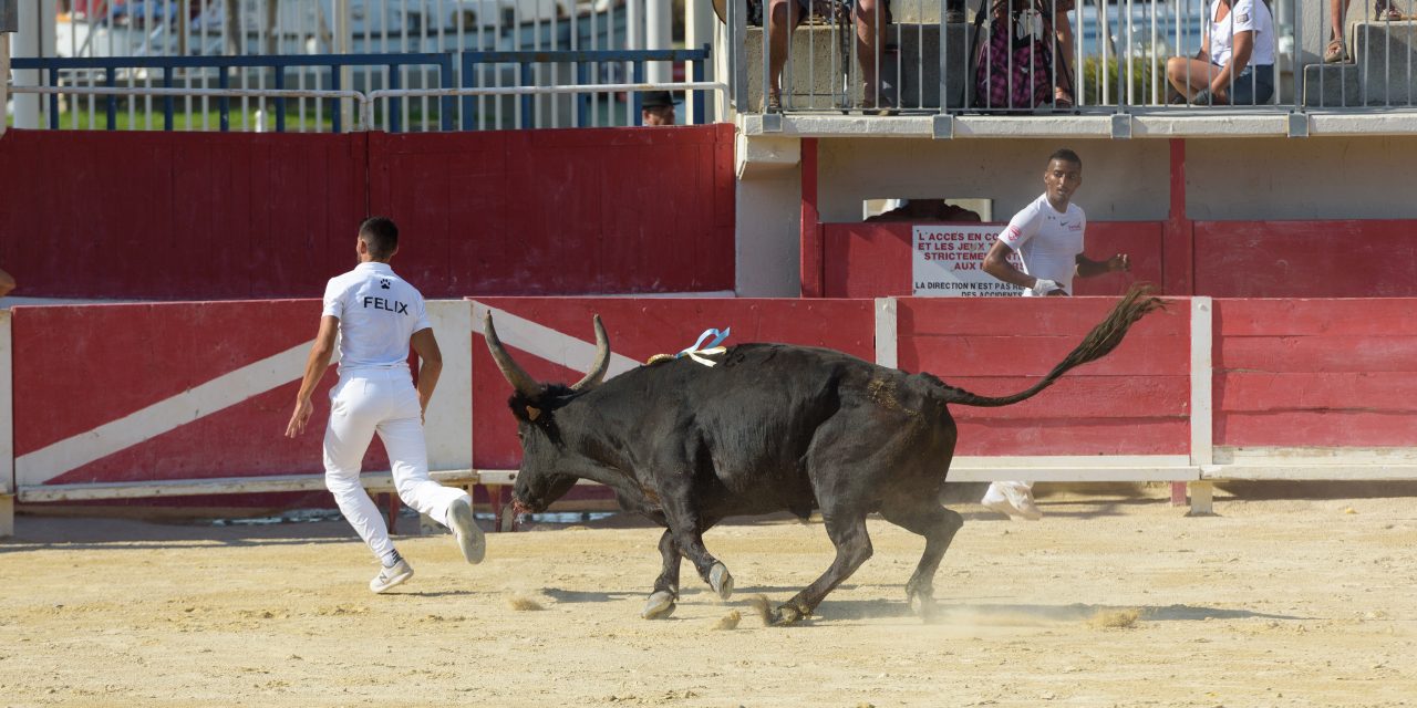 Des prés aux arènes,  il n’y a qu’un biòu !