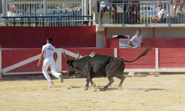 Des prés aux arènes,  il n’y a qu’un biòu !