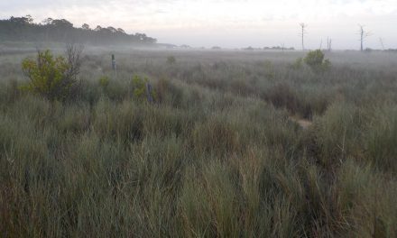 Le bonheur est dans… les Prés Salés