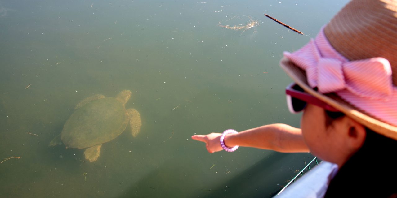 Il faut sauver les tortues !