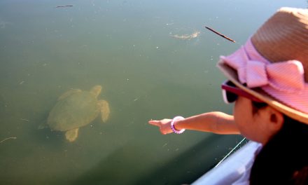 Il faut sauver les tortues !