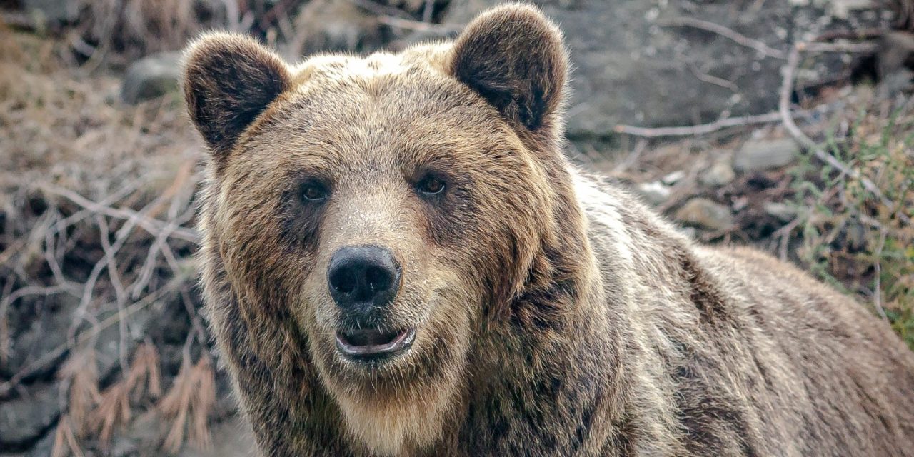 Loups, ours, tigres et loutres