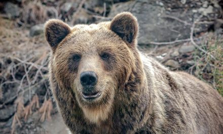 Loups, ours, tigres et loutres