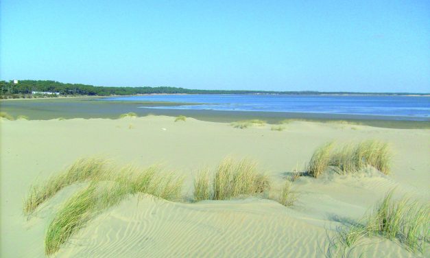 Admirez la biodiversité sur le littoral des Mathes