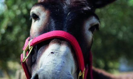 Trot : Trop rigolo !