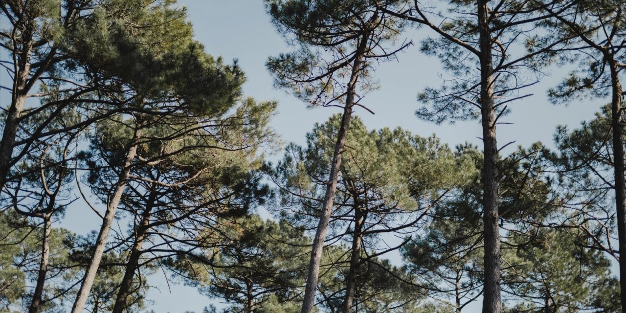 Randonnées et incendies : les bons gestes