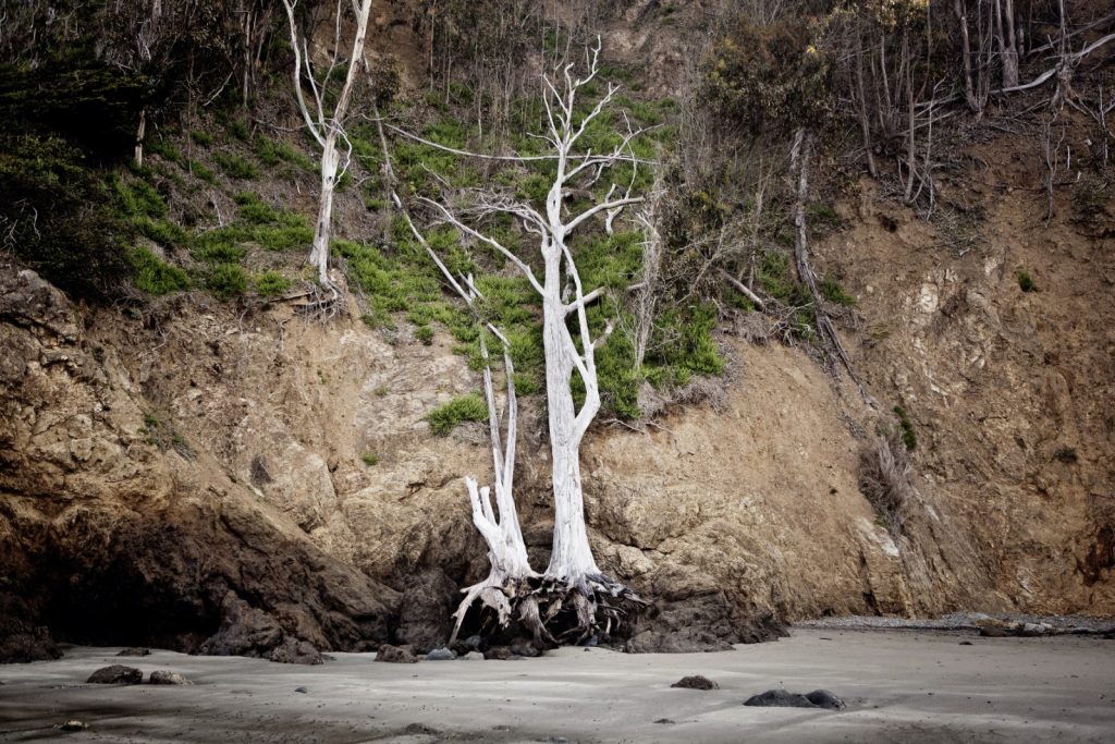 arbre