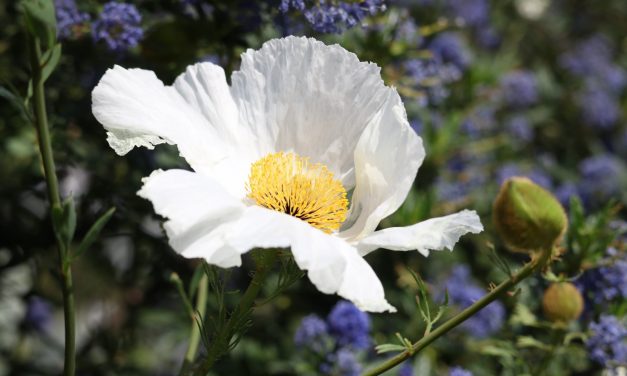 Gondwana, la Fête des Plantes méditerranéennes au Domaine du Rayol
