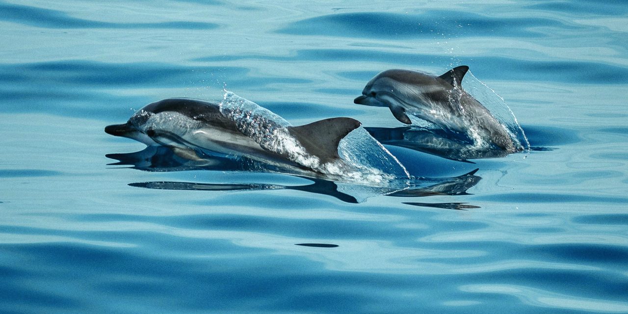 Au plus près des dauphins !