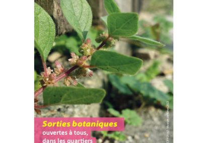 Sorties botaniques – sauvages de ma rue