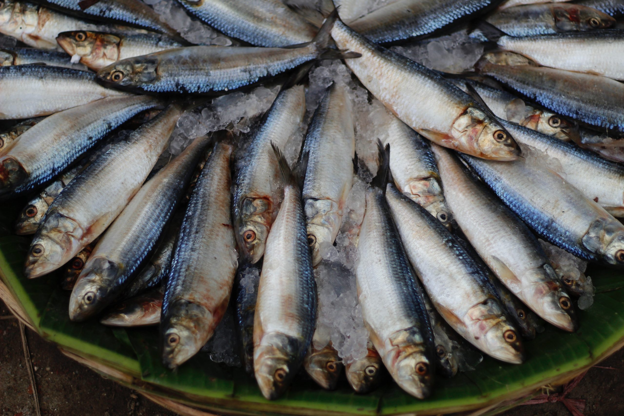 MARCHÉ AUX POISSONS