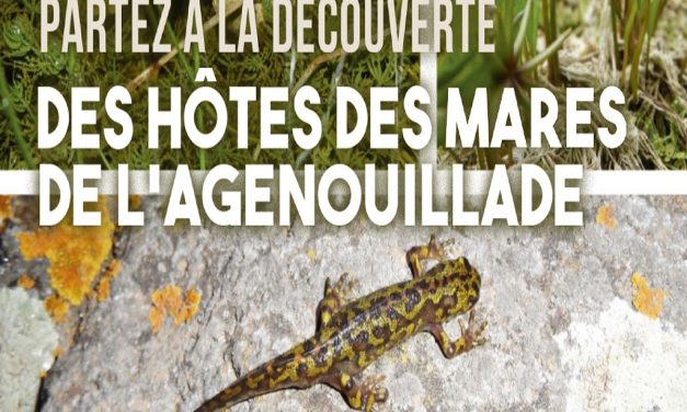 SORTIE NATURE -PARTEZ A LA DECOUVERTE DES HÔTES DES MARES DE L’AGENOUILLADE