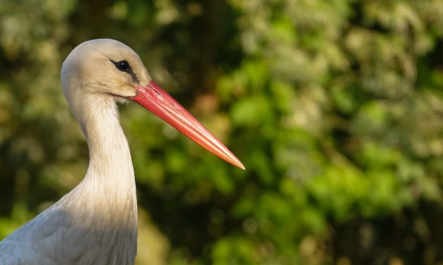 Les Marais de l’Aure : Cigognes et autres oiseaux nicheurs