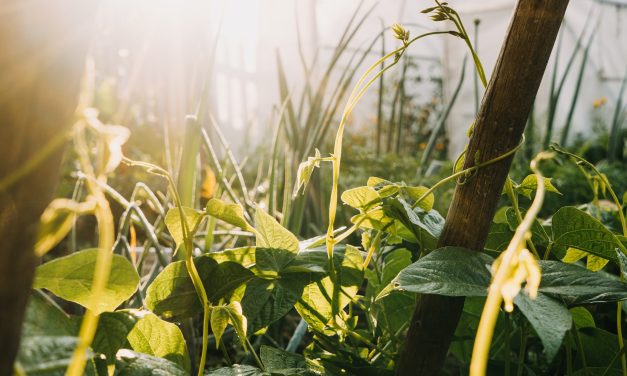 Ateliers de permaculture