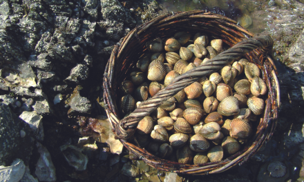 Pêche à pied