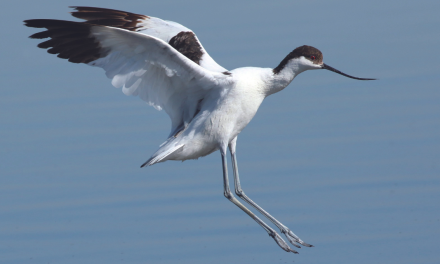 Découvrir les oiseaux à la Réserve naturelle du platier d’Oye