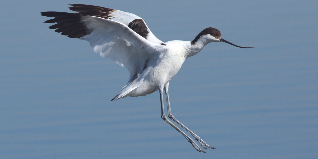 Découvrir les oiseaux à la Réserve naturelle du platier d’Oye