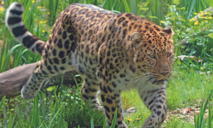 Zoo des Sables