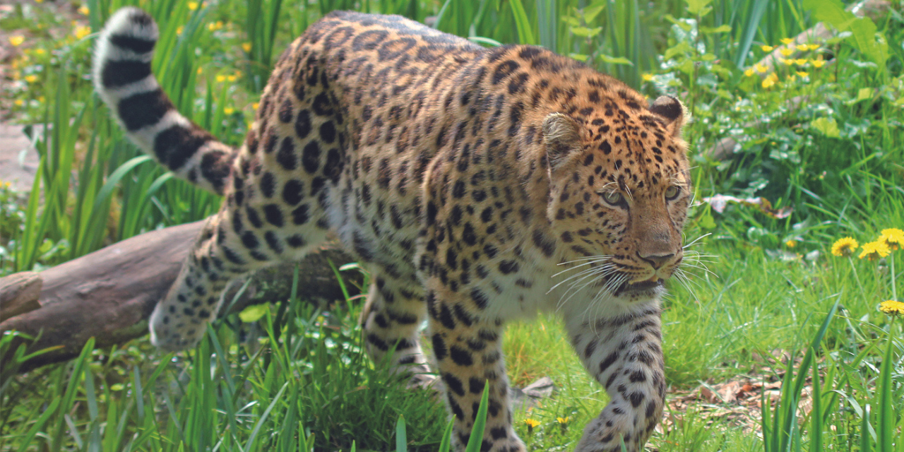 Zoo des Sables