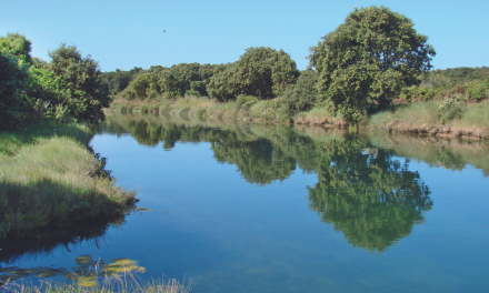 Balades guidées : découverte des marais