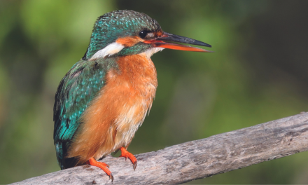 Observez les « Terres d’Oiseaux » à Braud-et-Saint-Louis