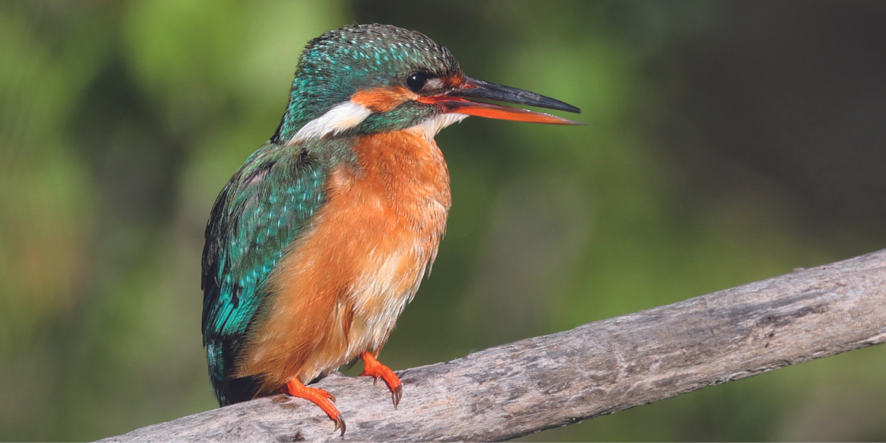 Observez les « Terres d’Oiseaux » à Braud-et-Saint-Louis