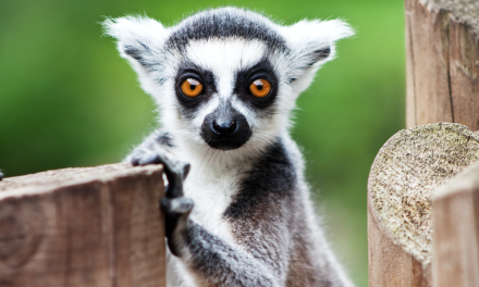 Observez plus de 1000 animaux à La Teste-de-Buch