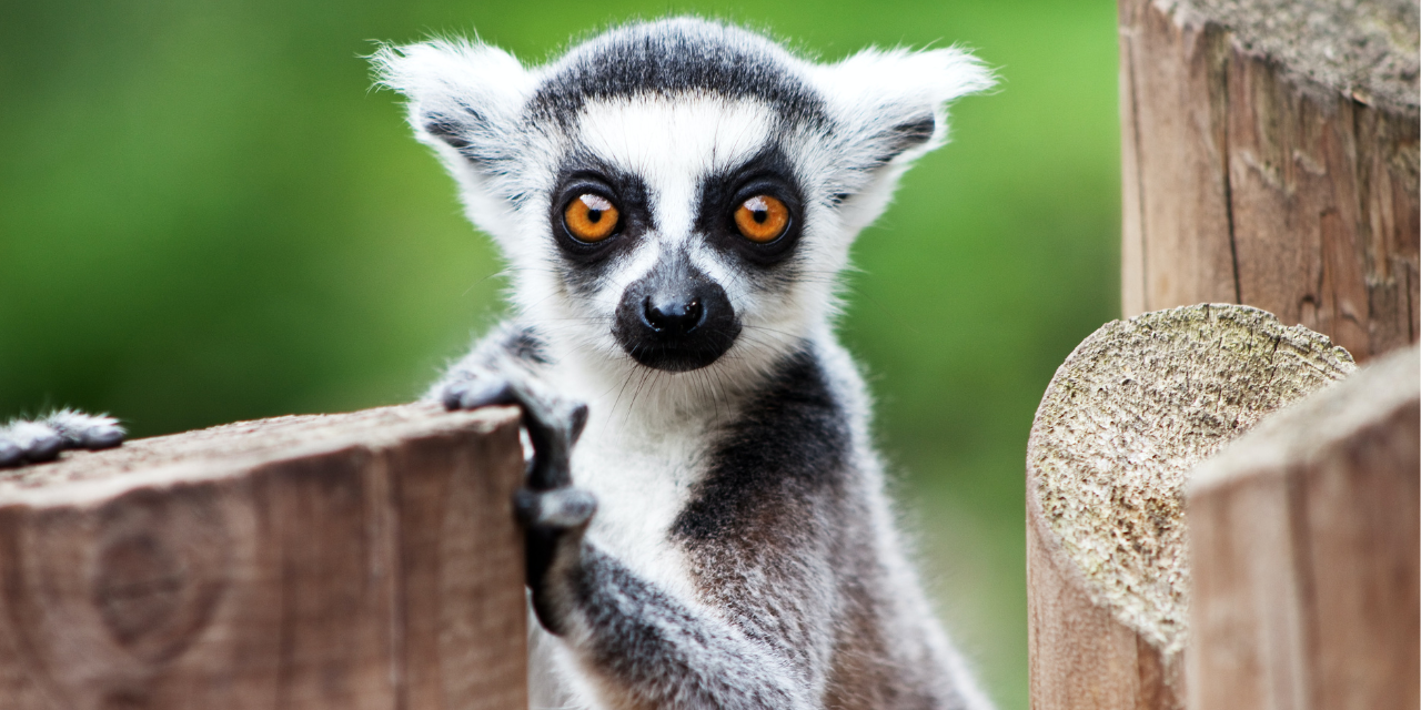 Observez plus de 1000 animaux à La Teste-de-Buch