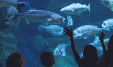 L’Aquashow, l’aquarium de tous les apprentissages