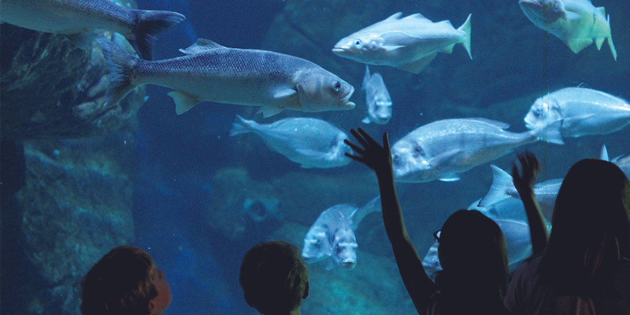 L’Aquashow, l’aquarium de tous les apprentissages
