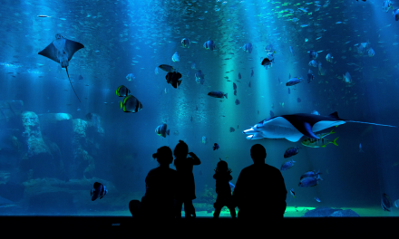 Visite sous-marine à Océanopolis