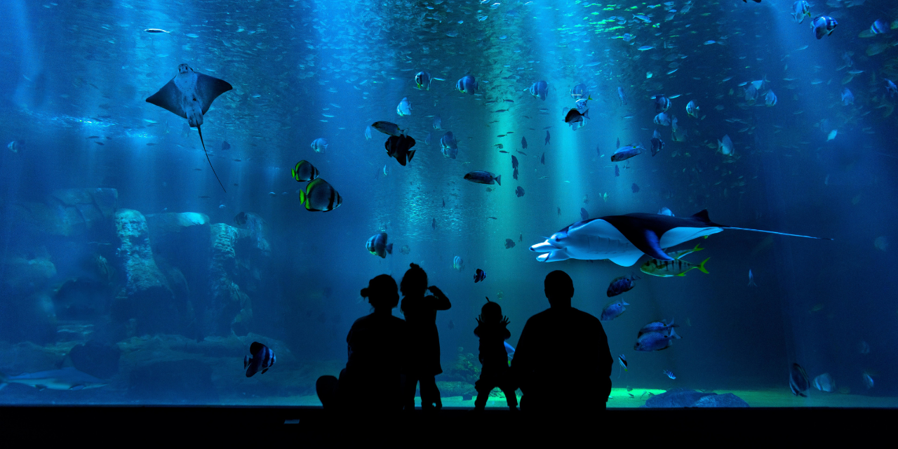 Visite sous-marine à Océanopolis