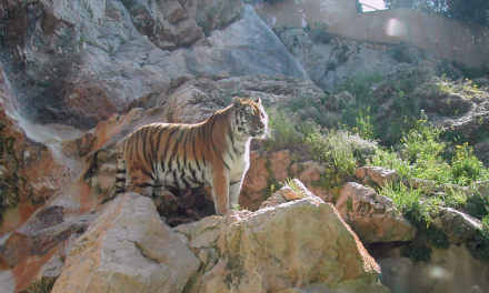 Salon-de-Provence : Zoo de La Barben