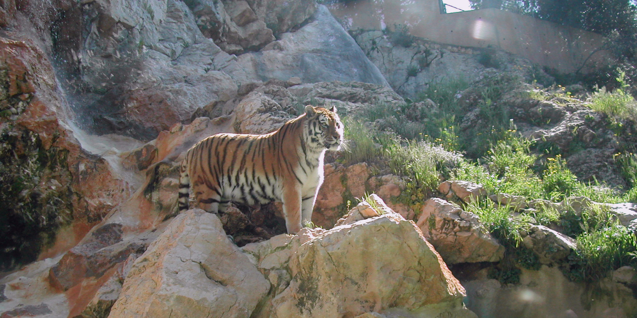 Salon-de-Provence : Zoo de La Barben