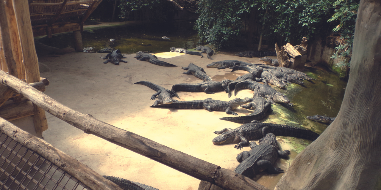 Alligator Bay, le plus grand rassemblement d’alligators d’Europe