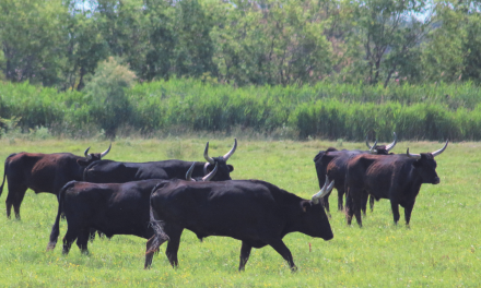 Découverte du taureau de Camargue